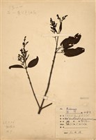 藏品(水金京)的圖片